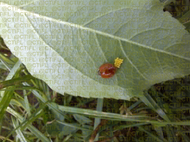 Œufs de coccinelle sur feuille de pommier